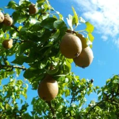 Comice Pear Tree -Fast Growing Trees Shop Comice Pear 4 FGT 6ddd185e 0290 4011 8ba5 2134152f5e67