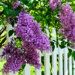 Common Purple Lilac -Fast Growing Trees Shop Common Purple Lilac 3