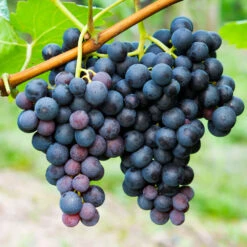 Concord Grape -Fast Growing Trees Shop Concord Grape 1 FGT