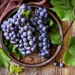 Concord Grape -Fast Growing Trees Shop Concord Grape 6 FGT