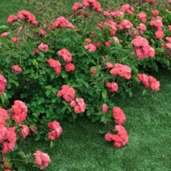 Coral Drift® Rose -Fast Growing Trees Shop Coral Drift Rose 2 FGT