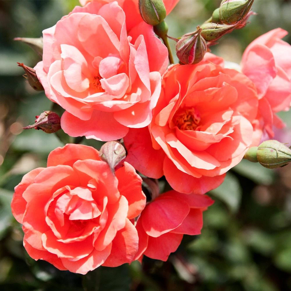 Coral Knock Out® Rose Shrub 2 Coral Knock Out® Rose Shrub - Image 2