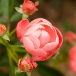 Coral Knock Out® Rose Shrub 7 Coral Knock Out® Rose Shrub -Fast Growing Trees Shop Coral Knockout Rose 2 FGT