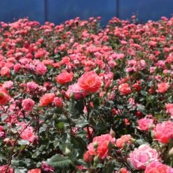 Coral Knock Out® Rose Shrub 6 Coral Knock Out® Rose Shrub -Fast Growing Trees Shop Coral Knockout Rose 3 FGT
