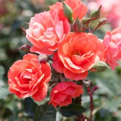 Coral Knock Out® Rose Tree 5 Coral Knock Out® Rose Tree -Fast Growing Trees Shop Coral Knockout Rose Tree 1