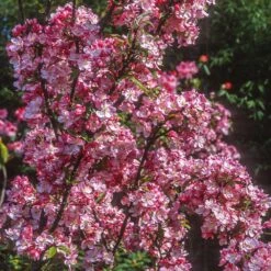Coralburst® Crabapple 5 Coralburst® Crabapple -Fast Growing Trees Shop Coralbust Crabapple 1