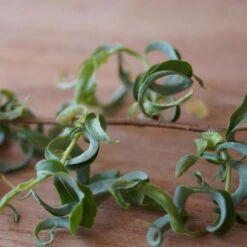 Corkscrew Willow Tree -Fast Growing Trees Shop Corkscrew Willow 2