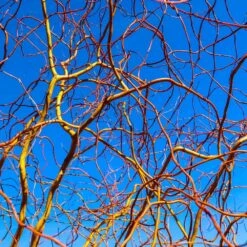 Corkscrew Willow Tree -Fast Growing Trees Shop Corkscrew Willow 6