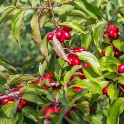 Cornelian Cherry Dogwood Tree -Fast Growing Trees Shop Cornelian Cherry Dogwood 2 FGT