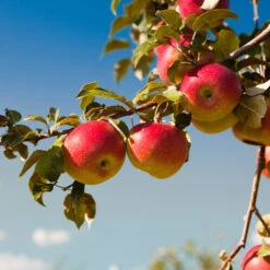 Honeycrisp™ & Cortland Twisted Apple Tree -Fast Growing Trees Shop Cortland