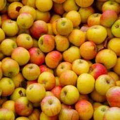 Cox's Orange Pippin Apple Tree -Fast Growing Trees Shop Coxs Orange Pippen 2