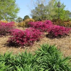 Crimson Fire™ Loropetalum -Fast Growing Trees Shop Crimson Fire Loropetalum 1
