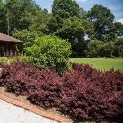 Crimson Fire™ Loropetalum -Fast Growing Trees Shop Crimson Fire Loropetalum 3