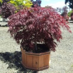 Crimson Queen Japanese Maple 7 Crimson Queen Japanese Maple -Fast Growing Trees Shop Crimson Queen Japanese Maple 1