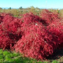 Crimson Queen Japanese Maple 6 Crimson Queen Japanese Maple -Fast Growing Trees Shop Crimson Queen Japanese Maple 2
