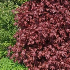 Crimson Sentry Norway Maple Tree -Fast Growing Trees Shop Crimson Sentry Maple 2 FGT