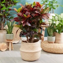 Sunset Hues House Plant Kit -Fast Growing Trees Shop Croton Petra 1 FGT 445f7f6a 00f4 451b a6b3 3f52129ac266