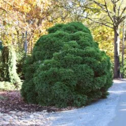 Cryptomeria 'Globosa Nana' Shrub 8 Cryptomeria 'Globosa Nana' Shrub -Fast Growing Trees Shop Cryptomeria Radicans 1 5a013f2a 9f79 4f42 98de 73ba60d03d17