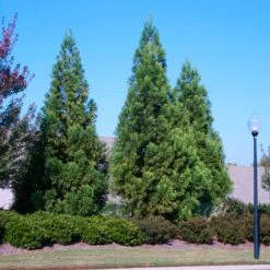 Cryptomeria Radicans 9 Cryptomeria Radicans -Fast Growing Trees Shop Cryptomeria Radicans 2