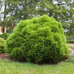 Cryptomeria 'Globosa Nana' Shrub 10 Cryptomeria 'Globosa Nana' Shrub -Fast Growing Trees Shop Cryptomeria Radicans 3
