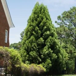 Cryptomeria Radicans 11 Cryptomeria Radicans -Fast Growing Trees Shop Cryptomeria Radicans 5