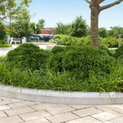 Cryptomeria 'Globosa Nana' Shrub 11 Cryptomeria 'Globosa Nana' Shrub -Fast Growing Trees Shop Cryptomeria Radicans 5 1b1b9abd 7f86 4bef bc80 cb1e72effa46