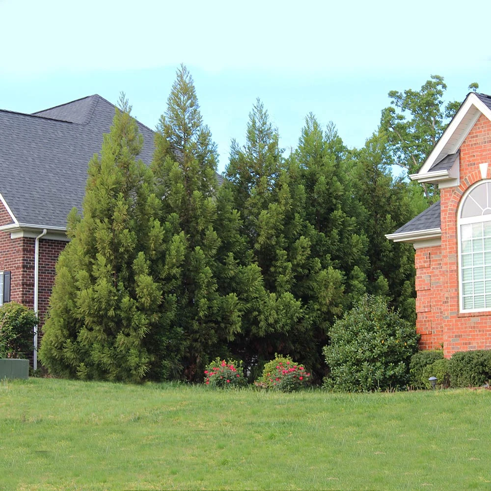 Cryptomeria Radicans 6 Cryptomeria Radicans - Image 6