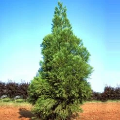 Yoshino Japanese Cedar -Fast Growing Trees Shop Cryptomeria Yoshino 1