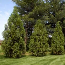Yoshino Japanese Cedar -Fast Growing Trees Shop Cryptomeria Yoshino 2