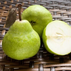 D'Anjou Pear Tree 8 D'Anjou Pear Tree -Fast Growing Trees Shop DAnjou Pear 3 FGT da277ba9 1c1c 4f9f 9202 bc3a27216f3b