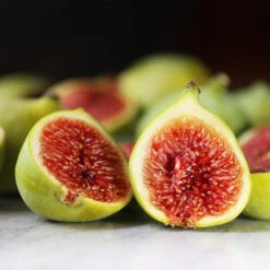 Desert King Fig Tree 7 Desert King Fig Tree -Fast Growing Trees Shop DEsert King FIg 3