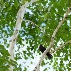 Dakota Pinnacle Birch Tree -Fast Growing Trees Shop Dakota Pinnacle Birch 5