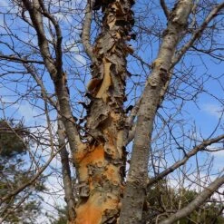 DannaSpire Columnar Elm Tree -Fast Growing Trees Shop Danaspire Elm 1