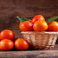 Dancy Tangerine Tree -Fast Growing Trees Shop Dancy Tangerine 1 FGT