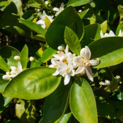 Dancy Tangerine Tree -Fast Growing Trees Shop Dancy Tangerine 7