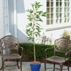 Condo™ Avocado Tree -Fast Growing Trees Shop Day Condo Avocado 1