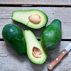 Condo™ Avocado Tree -Fast Growing Trees Shop Day Condo Avocado 5 FGT