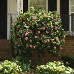 Debutante Camellia 7 Debutante Camellia -Fast Growing Trees Shop Debutante Camellia 1