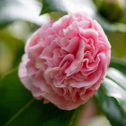 Debutante Camellia 9 Debutante Camellia -Fast Growing Trees Shop Debutante Camellia 3 FGT