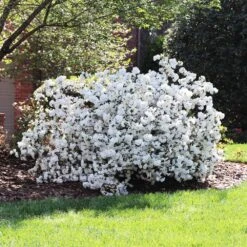 Delaware Valley White Azalea -Fast Growing Trees Shop Delaware Valley Azalea FGT 4