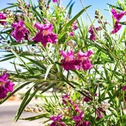 Bubba Jones Desert Willow 6 Bubba Jones Desert Willow -Fast Growing Trees Shop Desert WIllow Bubba Jones 1