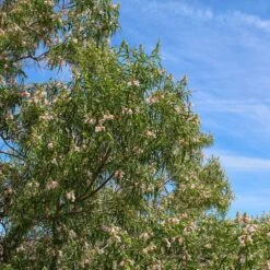 Bubba Desert Willow -Fast Growing Trees Shop Desert Willow Bubba 1
