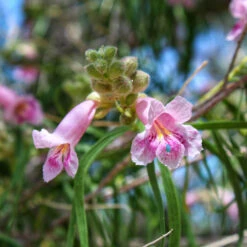 Bubba Desert Willow -Fast Growing Trees Shop Desert Willow Bubba 2