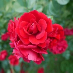 Don Juan Climbing Rose -Fast Growing Trees Shop Don Juan 1 FGT