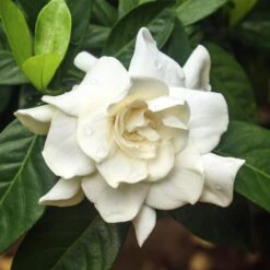 Double Blooming Gardenia Tree -Fast Growing Trees Shop Double Blooming Gardenia 3 FGT