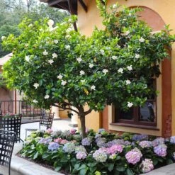 Double Blooming Gardenia Tree -Fast Growing Trees Shop Double Blooming Gardenia Tree 6