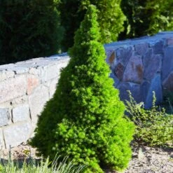 Dwarf Alberta Spruce -Fast Growing Trees Shop Dwarf ALberta ALberta Spruce 3 FGT