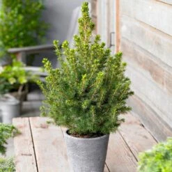Dwarf Alberta Spruce -Fast Growing Trees Shop Dwarf ALberta ALberta Spruce 5 FGT