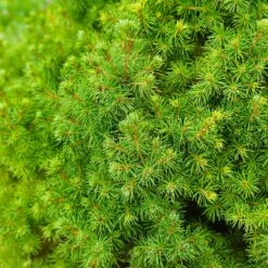 Dwarf Alberta Spruce -Fast Growing Trees Shop Dwarf ALberta ALberta Spruce 6