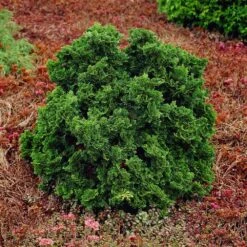 Dwarf Hinoki Cypress Shrub 8 Dwarf Hinoki Cypress Shrub -Fast Growing Trees Shop Dwarf Hinoki Cypress 1